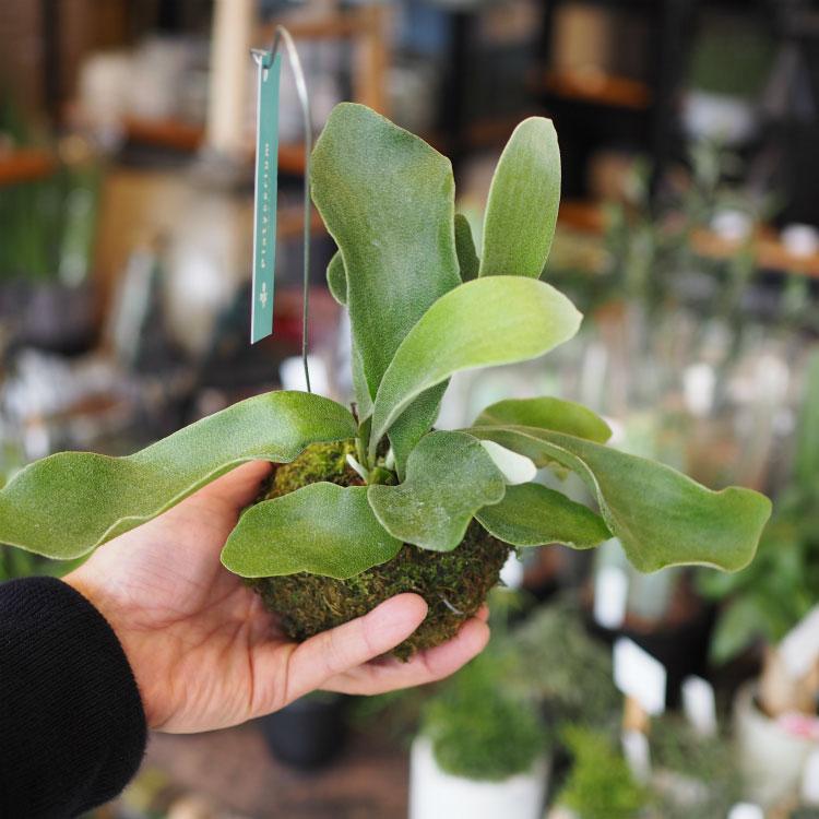 一部地域送料無料) コウモリラン ビカクシダ 苔玉仕立て / 観葉植物