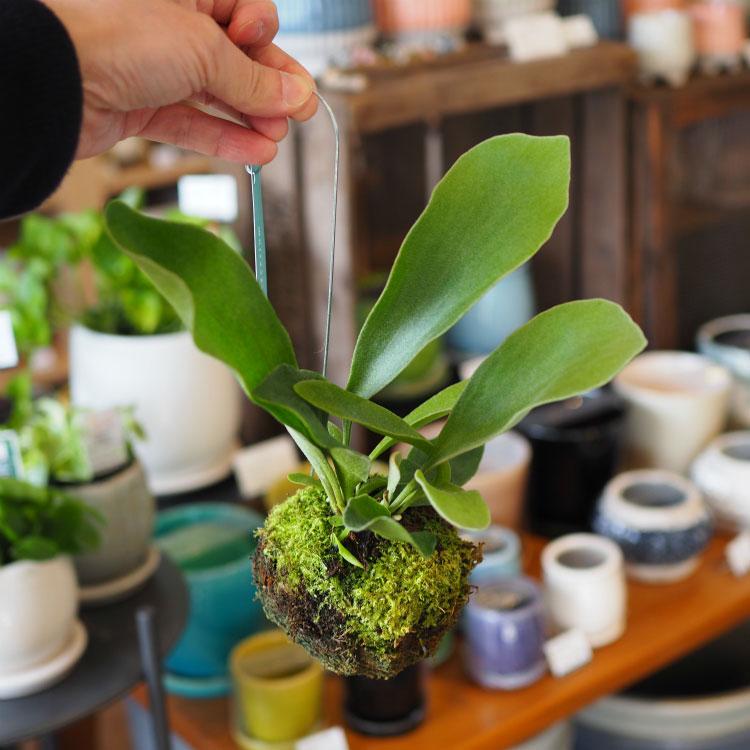 一部地域送料無料) コウモリラン ビカクシダ 苔玉仕立て / 観葉植物
