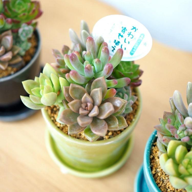 多肉植物 寄せ植え 紫と緑のグラデーション*8 多肉植物 寄せ植え 紫と