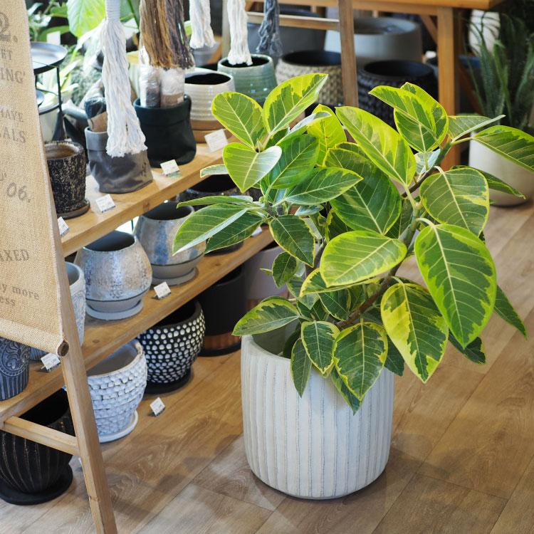 新品　グラスファイバー　大型植木鉢　布製中鉢付き shop-hachibito_un256-295