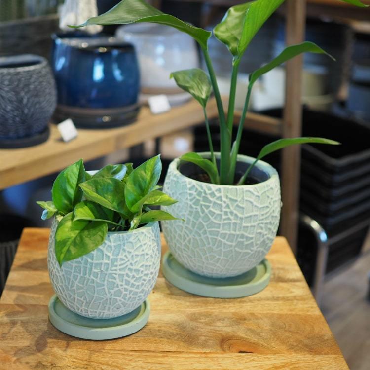 保証 FRP MA101-140 植木鉢 5号 軽量シンプルポット プラスチック 14cm おしゃれ テラコッタ 鉢、プランター 保証 FRP MA101-140 植木鉢 5号 軽量シンプルポット プラスチック 14cm おしゃれ テラコッタ 鉢、プランター