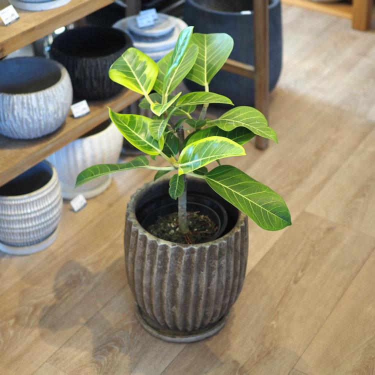 植木鉢 おしゃれ 陶器鉢 アンティークラインポット YS0576-220 7 植木鉢 おしゃれ 陶器鉢 アンティークラインポット YS0576-220 7