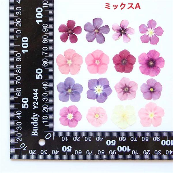 【48h限定450→340円】押し花 フロックス ミックスカラー ハンドメイド デコパーツ ドライフラワー スマホケース装飾 DIY 押し花アート 装飾 化粧 花材 10枚｜shop-info1｜04