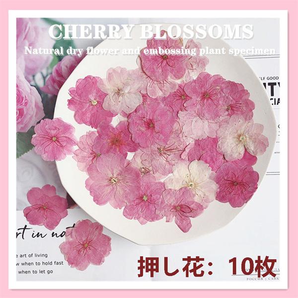 Sale 37 Off 押し花 天然花 天然色 桜 ハンドメイド デコパーツ ドライフラワー Diy ネイル 押し花アート 化粧 乾燥シート 手芸 パーツ ブリザードフラワー Uvレジン 10枚