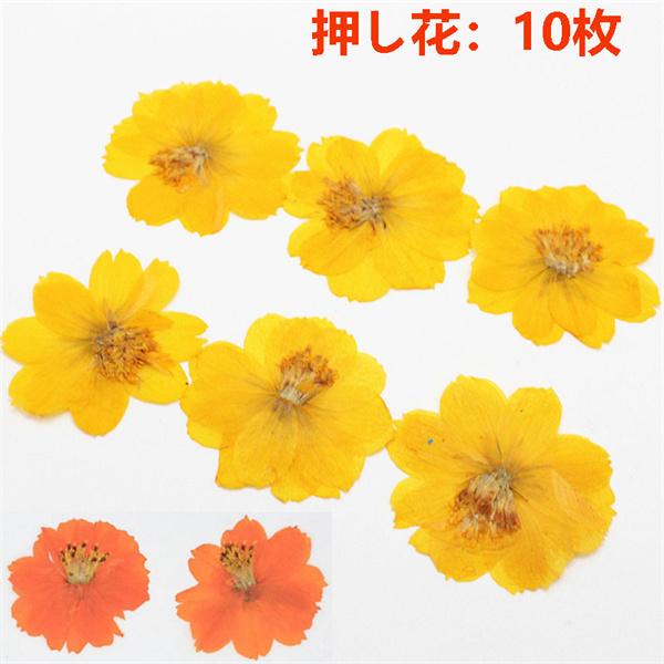 安い購入 押し花 ハンドメイド デコパーツ 天然花 天然色 ドライフラワー Diy 化粧 乾燥花 花材 アクセサリーパーツ 小分け 少量 コスモス 10枚 押し花アート 装飾 レジン