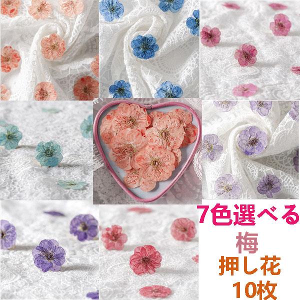 ご予約品 7色選べる 押し花 天然花 押し花アート 装飾 ハンドメイド デコパーツ ドライフラワー Diy レジン ネイル フラワーネイル 化粧 乾燥シート 手芸 小分け 梅 10枚
