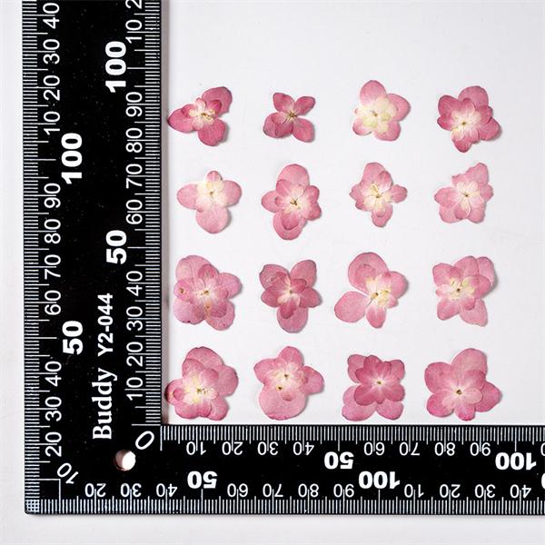 送料無料キャンペーン 押し花 ハンドメイド 天然花 天然色 デコパーツ ドライフラワー ネイル 挨拶カード飾り レジン Uvレジン 貼り絵 小分け 少量 アジサイ あじさい 紫陽花 10枚 Cisama Sc Gov Br