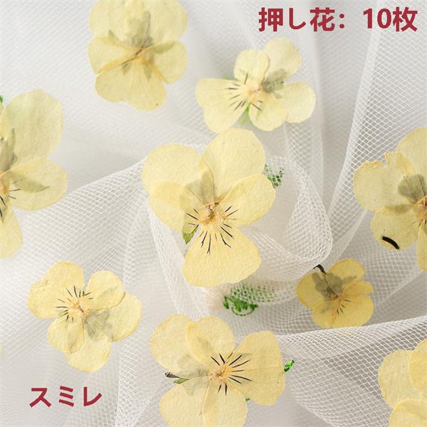 押し花 ハンドメイド 天然花 DIY ネイル フラワーネイル 化粧 押し花ネイル 乾燥シート 手芸 パーツ 花材 アクセサリーパーツ 小分け 少量 黄色い花 スミレ 10枚｜shop-info1