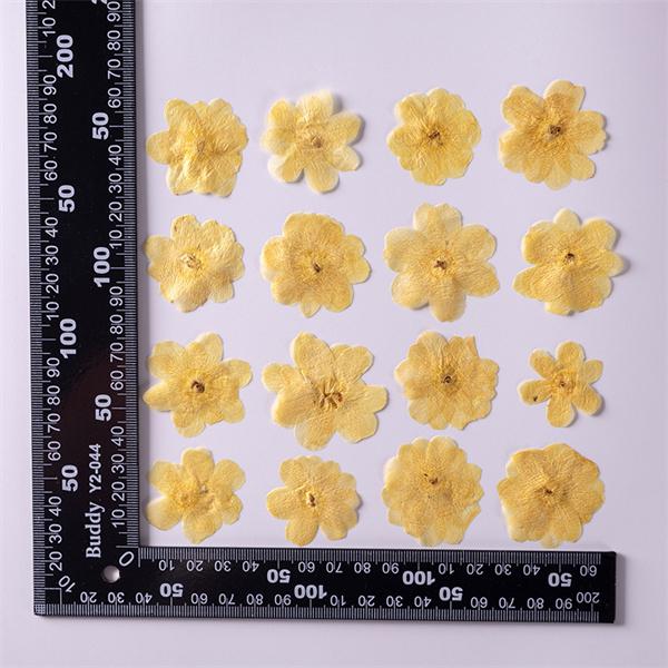 押し花 天然花 ハンドメイド デコパーツ ドライフラワー 天然色 DIY 装飾 顔飾り 化粧 スマホケース装飾 レジン 乾燥花 花材 アクセサリーパーツ 小分け 10枚｜shop-info1｜06