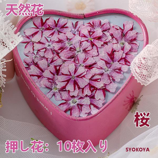 天然花 押し花 桜 ハンドメイド デコパーツ ドライフラワー Diy ネイル フラワーネイル ブリザードフラワー 化粧 レジン 祝日 乾燥シート 10枚 押し花アート 手芸