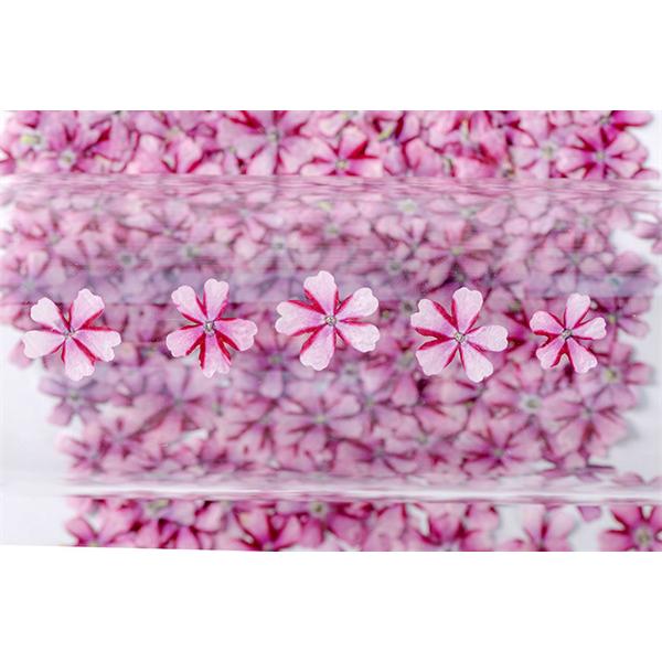 57 Off 天然花 押し花 桜 ハンドメイド デコパーツ ドライフラワー Diy ネイル フラワーネイル 化粧 押し花アート レジン 乾燥シート 手芸 ブリザードフラワー 10枚 Babylonrooftop Com Au