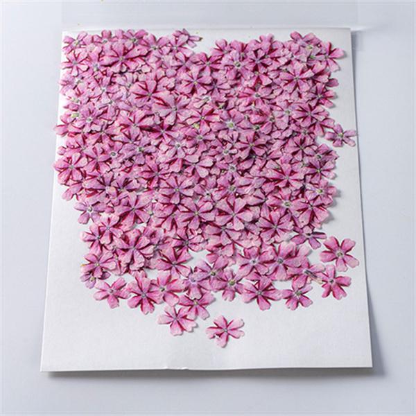 57 以上節約 天然花 押し花 桜 ハンドメイド デコパーツ ドライフラワー Diy ネイル フラワーネイル 化粧 押し花アート レジン 乾燥シート 手芸 ブリザードフラワー 10枚 Cisama Sc Gov Br