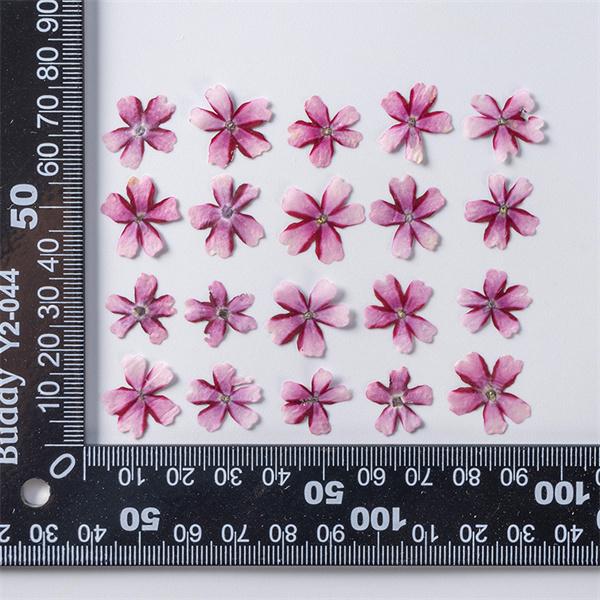 57 以上節約 天然花 押し花 桜 ハンドメイド デコパーツ ドライフラワー Diy ネイル フラワーネイル 化粧 押し花アート レジン 乾燥シート 手芸 ブリザードフラワー 10枚 Cisama Sc Gov Br