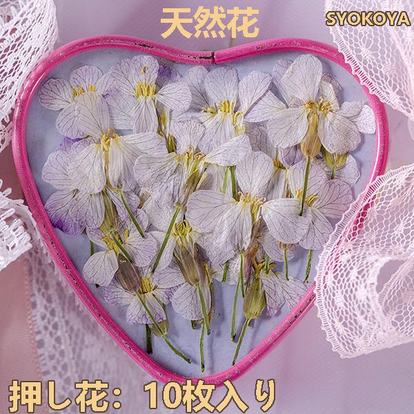 新品 送料無料 押し花 ハンドメイド デコパーツ 天然花 レジン 装飾 ドライフラワー Diy ネイル フラワーネイル 化粧 乾燥シート 手芸 パーツ ブリザードフラワー 乾燥花 10枚 Cisama Sc Gov Br