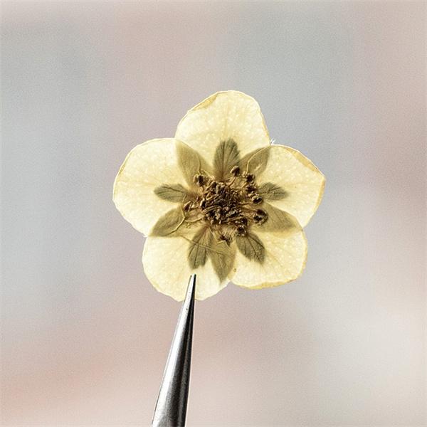 最も信頼できる 押し花 ハンドメイド デコパーツ ドライフラワー スマホケース装飾 しおり 押し花アート メイク レジン Diy 乾燥シート 手芸 パーツ ブリザードフラワー 10枚 Babylonrooftop Com Au