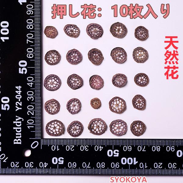 最安値級価格 天然花 押し花 ハンドメイド デコパーツ ドライフラワー レジン Diy ネイル 押し花アート 装飾 乾燥シート 手芸 パーツ ブリザードフラワー 乾燥花 花材 10枚