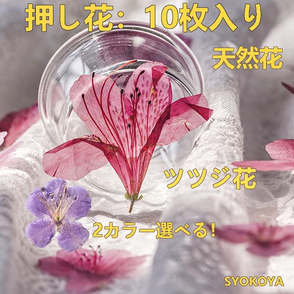 押し花乾燥機 Www Vetrepro Fr