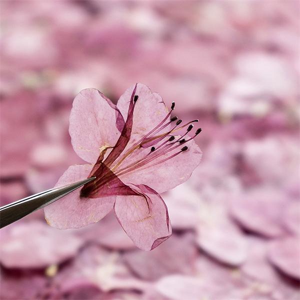 再販ご予約限定送料無料 天然花 押し花 ハンドメイド デコパーツ 押し花アート スマホケース装飾 ドライフラワーdiy 化粧 乾燥シート 手芸 パーツ ブリザードフラワー 乾燥花 花材 10枚 Babylonrooftop Com Au