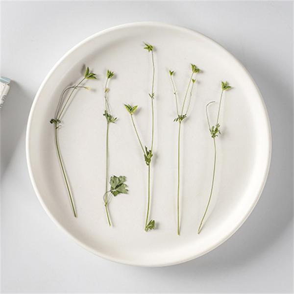 高級品 押し花 ハンドメイド デコパーツ 押し花アート スマホケース装飾 ドライフラワーdiy 化粧 乾燥シート 手芸 パーツ ブリザードフラワー 花材 10枚 Babylonrooftop Com Au