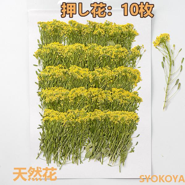 スーパーセール 押し花 ハンドメイド デコパーツ 押し花アート スマホケース装飾 ドライフラワーdiy 化粧 乾燥シート 手芸 パーツ ブリザードフラワー 花材 10枚