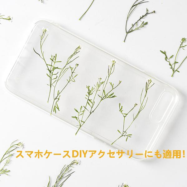 本物保証 押し花 葉付き 枝付き ハンドメイド デコパーツ 押し花アート スマホケース装飾 ドライフラワーdiy 化粧 乾燥シート 手芸 パーツ ブリザードフラワー 花材 10枚 Cisama Sc Gov Br