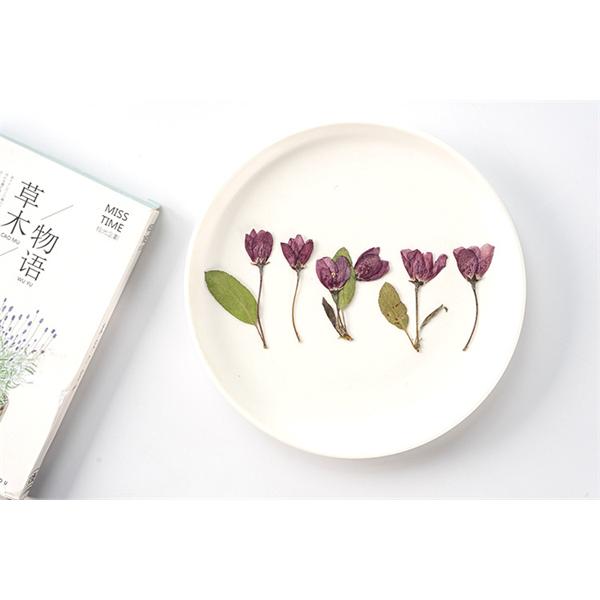 舗 押し花 ハンドメイド デコパーツ 押し花アート スマホケース装飾 ドライフラワーdiy 化粧 乾燥シート 手芸 パーツ ブリザードフラワー 花材 10枚 Babylonrooftop Com Au