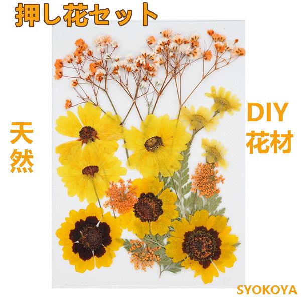 手数料安い 押し花セット ハンドメイド デコパーツ 押し花アート スマホケース装飾 ドライフラワーdiy 化粧 乾燥シート 手芸 パーツ ブリザードフラワー 花材 レジン 貼り絵 Cisama Sc Gov Br