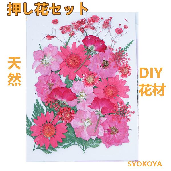 押し花セット Cueplayinstitute Com