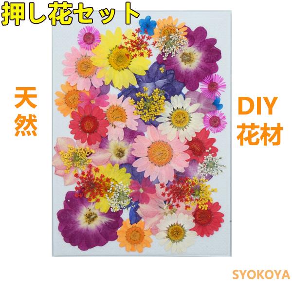 Syokoya押し花セット ハンドメイド ドライフラワーdiy 化粧 乾燥シート 手芸 パーツ ブリザードフラワー 花材 レジン 貼り絵 デコパーツ 押し花アート スマホケース装飾 22 新作