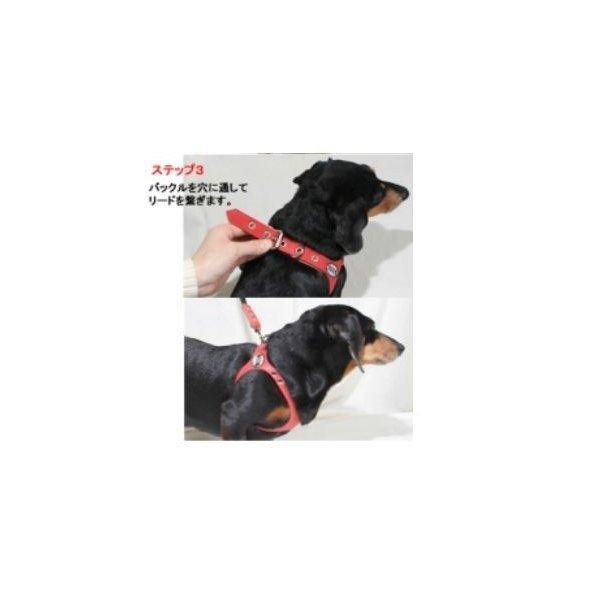 バディーベルト2.5号【プレミアム】 リングハーネス メガネ