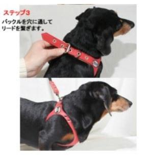 BB オールレザー Sサイズ【ロビンズエッグブルー】 BUDDY BELT