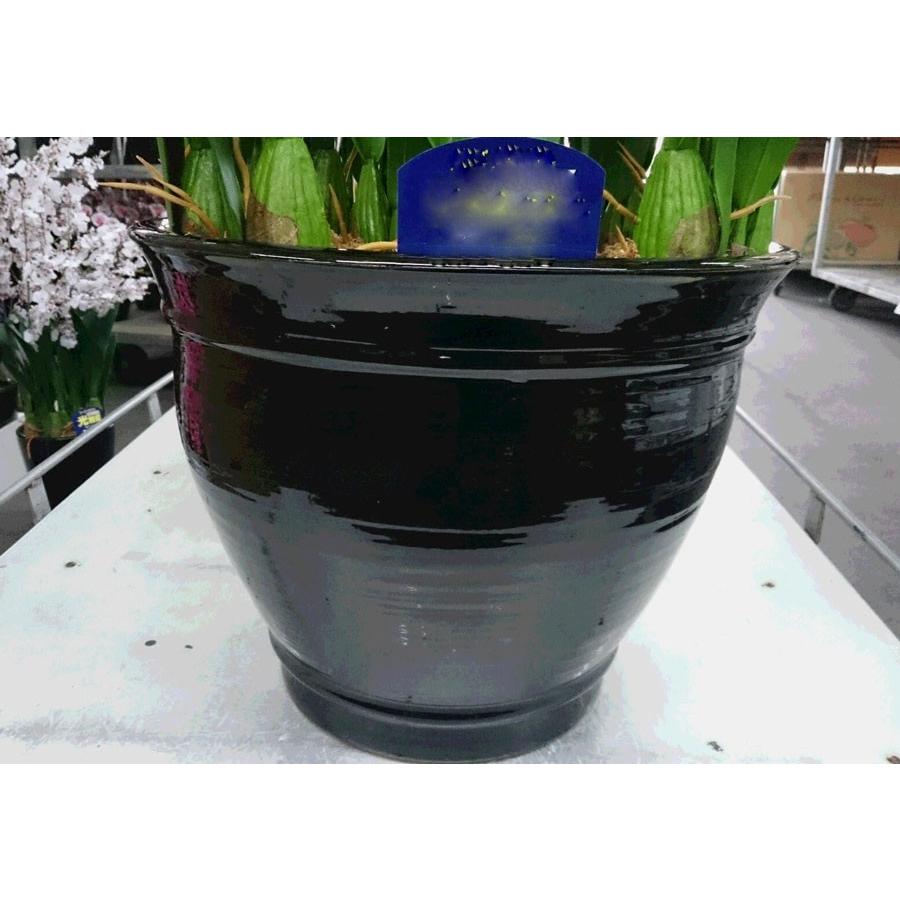 新発売 フェイクグリーン 送料無料 Ll5本立ち全4色 アルファ 光触媒胡蝶蘭 マドモアゼル 代引き不可 抗菌 消臭 人工観葉植物 室内 造花 観葉植物 枯れないから安心して贈れます 伸びやかな胡蝶蘭 造花 アートフラワー Www Solidarite Numerique Fr