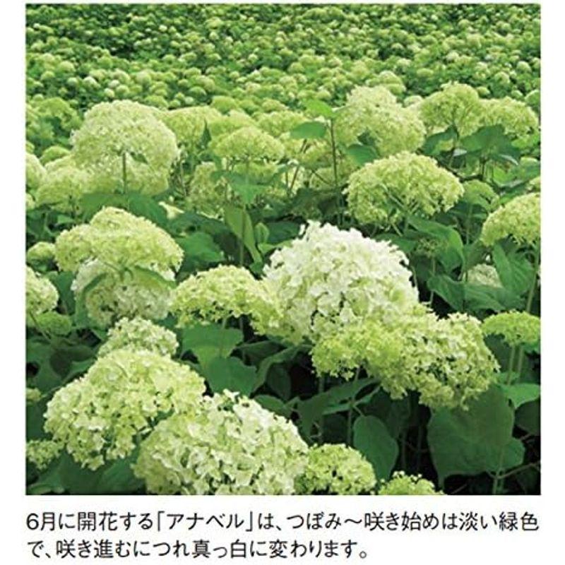 アジサイ(紫陽花)・アナベル 白花 植木 苗木 ガーデニング 落葉低木の アジサイ(紫陽花)・アナベル 白花 植木 苗木 ガーデニング 落葉低木｜shop-kt-three｜02