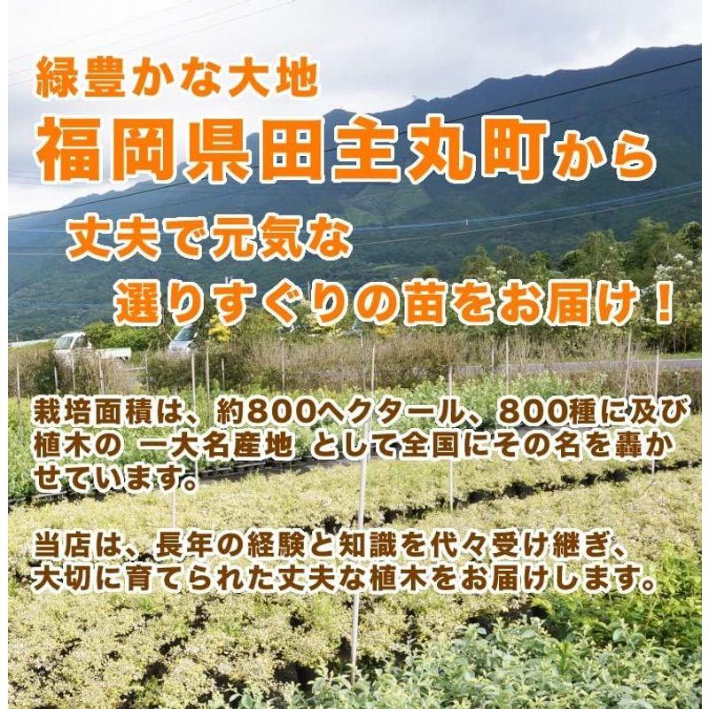 国内最安値！ 苗/苗木 5本セット コブシ 樹高0.8m前後 10.5cmポット こぶし 苗木 植木 苗 庭木 生け垣 5本 5