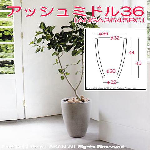 ボトルツリー　ミドルサイズ 楽天市場】観葉植物 ボトルツリー ブラキキトン アケリフォリウス 8号