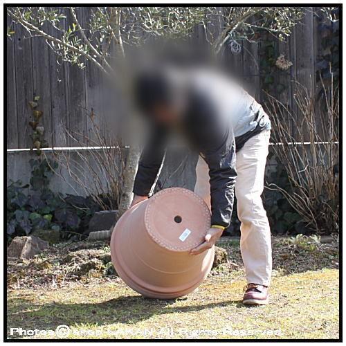リムポット・ホワイトφ52cm (トスカーナ)素焼きテラコッタ製輸入植木鉢