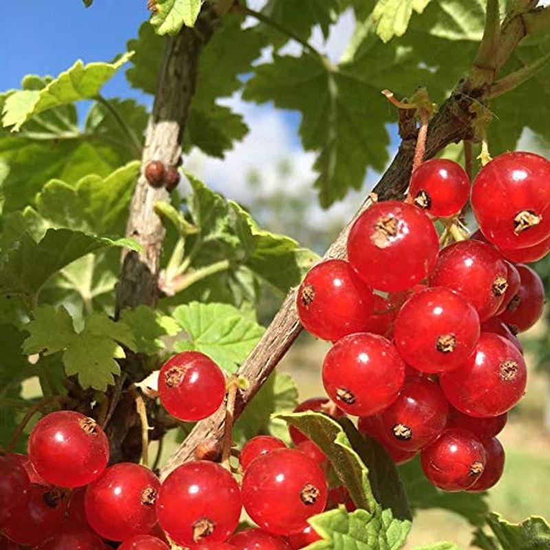 新着 カシスの苗木 品種 レッドカラント 赤房スグリ 品種で選べる果樹苗木 2年生 挿木苗 12cmポット 平均樹高 40cm 1個 ポット植 空気清浄機