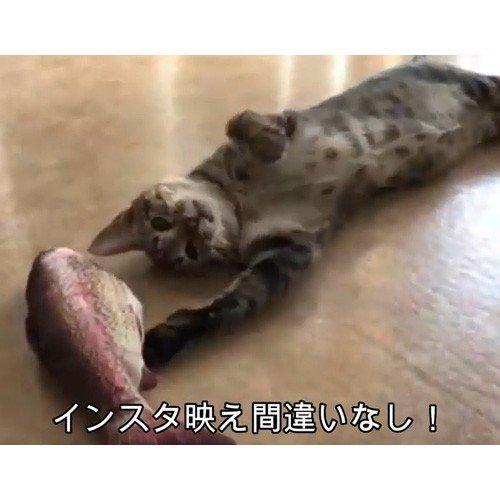 スマック じゃれぐるみ またたび100 カツオ30 猫用 Aj28 0001 Shop Nnb 通販 Yahoo ショッピング