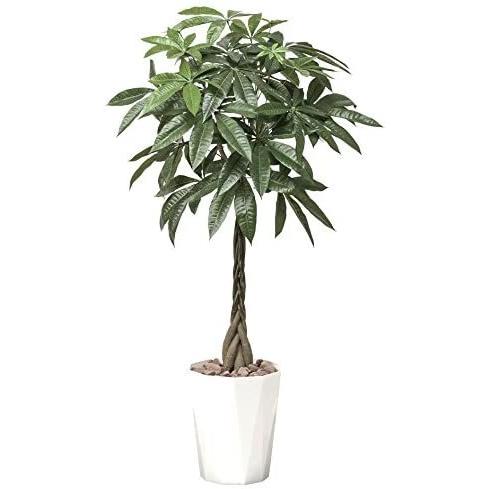 アウトレット最安価格 光触媒 人工観葉植物 光の楽園 パキラ1 25m 510a250 1 25m オンラインストア特注 Ssl Daikyogo Or Jp