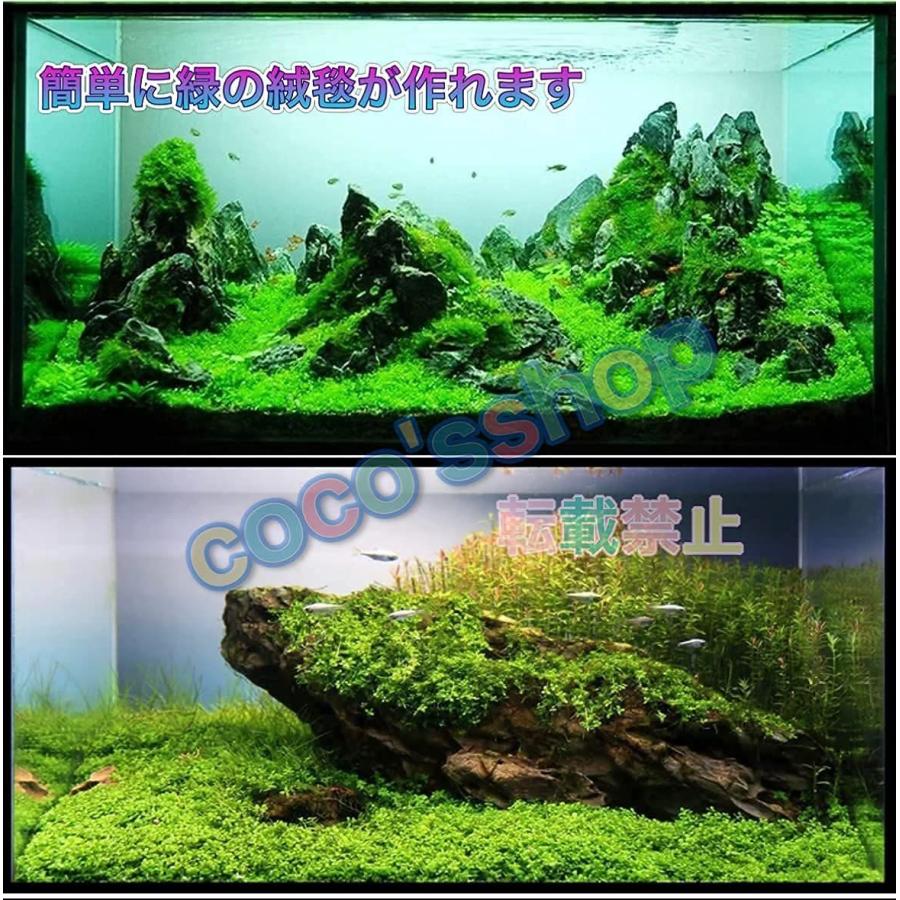 水草の種 3種類 3袋セット パールグラス系 小双葉 Loveグラス ハート葉 ヘアーグラス 種から育てる水草の種 育成簡単 水草の絨毯 Shop Square 通販 Yahoo ショッピング