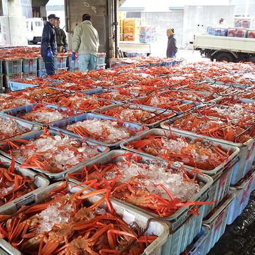 香住産 茹で香住がに 中 約500g ベニズワイガニ 紅ずわいがに 紅ズワイガ ニ 香住ガニカニ かに 蟹 お取り寄せ 産地直送 ギフト｜shop-syukuin｜05