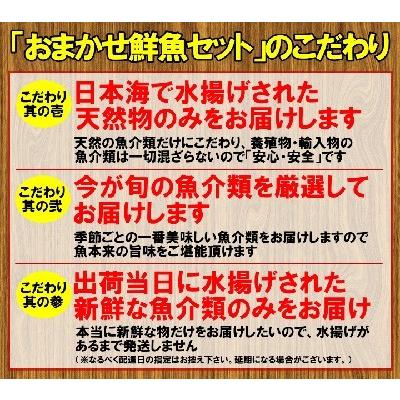 おまかせ鮮魚セット おすすめコース 4〜5種類 送料無料 海鮮ギフト 詰め合せ 日本海の鮮魚 鮮魚ボックス 鮮魚BOX 下処理 お取り寄せ 産地直送 ギフト｜shop-syukuin｜12