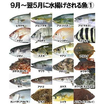 おまかせ鮮魚セット おすすめコース 4〜5種類 送料無料 海鮮ギフト 詰め合せ 日本海の鮮魚 鮮魚ボックス 鮮魚BOX 下処理 お取り寄せ 産地直送 ギフト｜shop-syukuin｜06