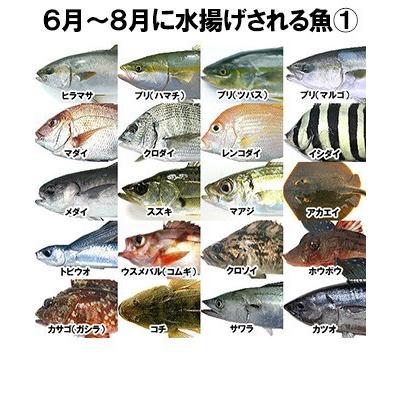 おまかせ鮮魚セット おすすめコース 4〜5種類 送料無料 海鮮ギフト 詰め合せ 日本海の鮮魚 鮮魚ボックス 鮮魚BOX 下処理 お取り寄せ 産地直送 ギフト｜shop-syukuin｜08