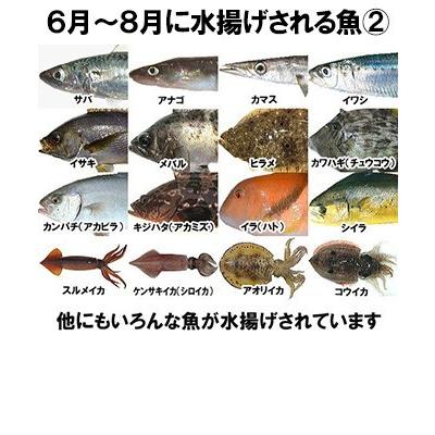 おまかせ鮮魚セット おすすめコース 4〜5種類 送料無料 海鮮ギフト 詰め合せ 日本海の鮮魚 鮮魚ボックス 鮮魚BOX 下処理 お取り寄せ 産地直送 ギフト｜shop-syukuin｜09