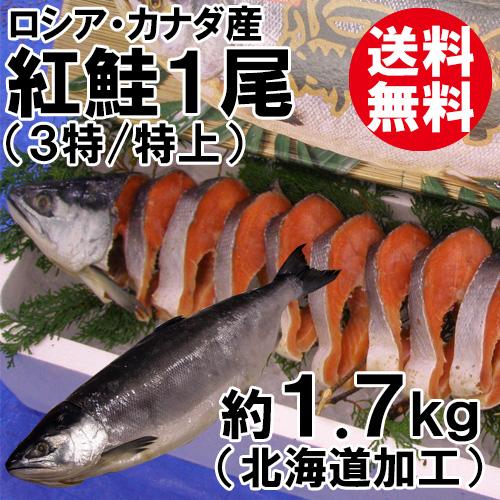 紅鮭1尾(約1.7kg)(3特/特上)(沖獲れ)(化粧箱入)(ロシア・カナダ産/北海道加工)[送料無料] 紅鮭