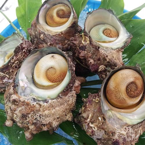 香住産 天然活サザエ 約1kg 7〜10個 送料無料 さざえ バーベキュー BBQ お取り寄せ ギフト 海鮮 |  | 05