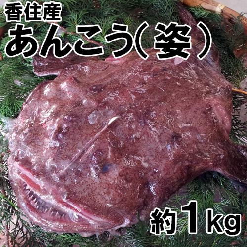 香住産・あんこう[姿](約1kg)(アンコウ/鮟鱇) : 株式会社宿院商店 - 通販 - Yahoo!ショッピング
