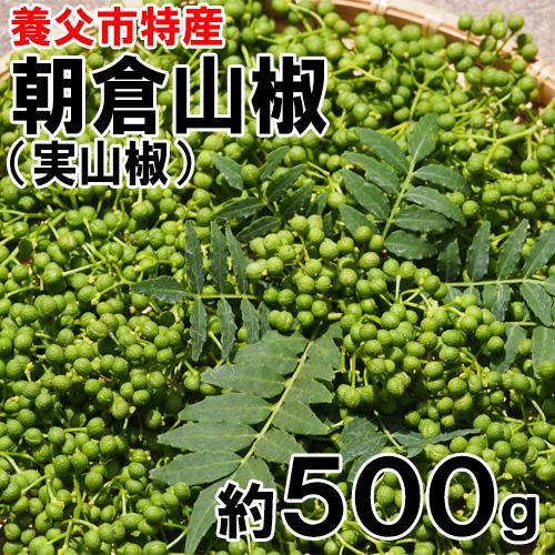 養父市特産 朝倉山椒 実山椒 約500g 山椒 山椒の実 5月中旬以降お届け