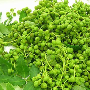 養父市特産 朝倉山椒 実山椒 約500g 山椒 山椒の実 5月中旬以降お届け